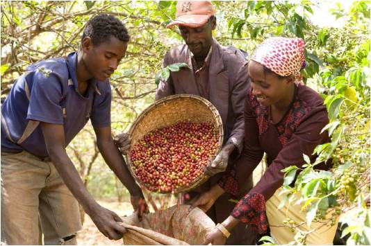 la raccolta del caffe in Etiopia